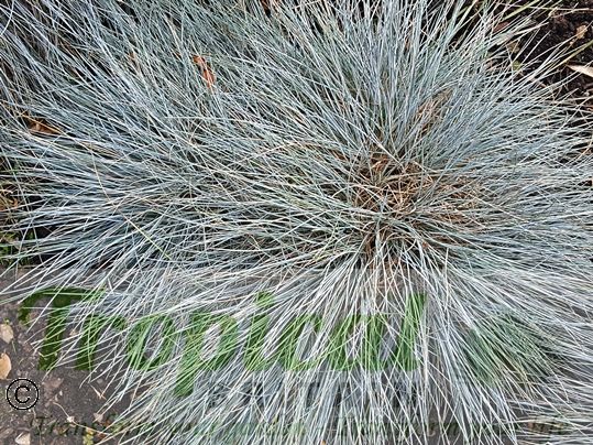 Festuca glauca