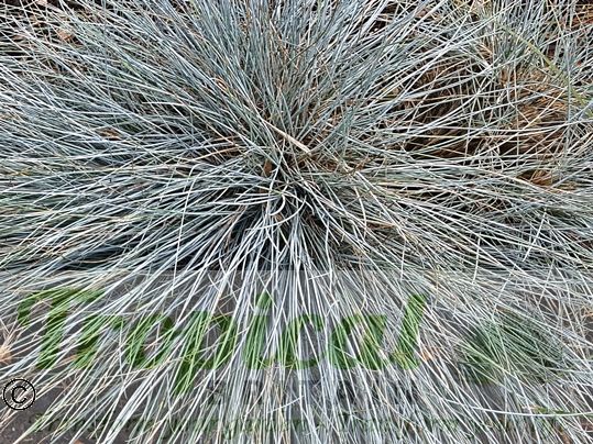 Festuca glauca