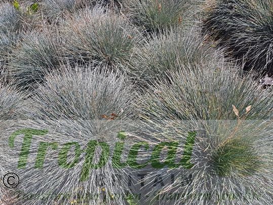 Festuca glauca