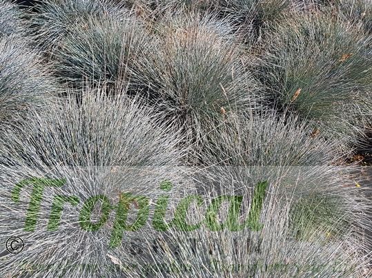Festuca glauca