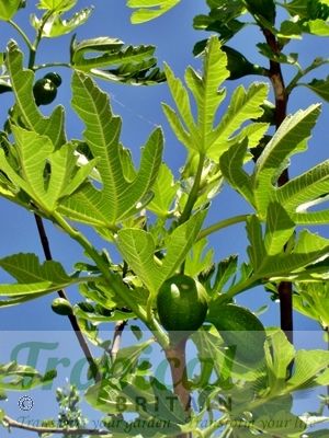 Ficus carica 'Brown Turkey'