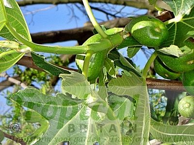 Ficus carica 'Brown Turkey'
