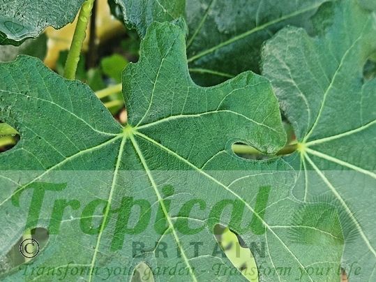 Ficus carica 'Brown Turkey'