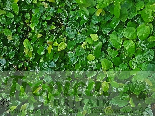 Ficus pumila 