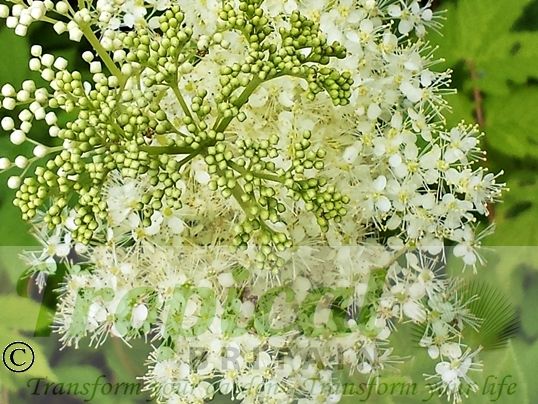 Filipendula ulmaria