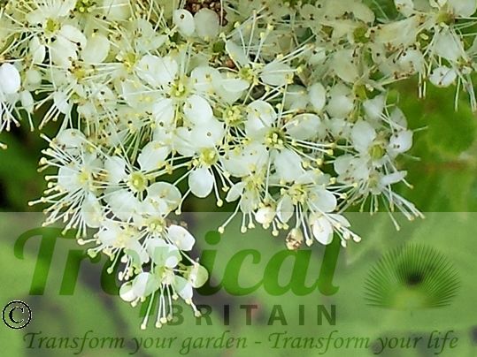 Filipendula ulmaria