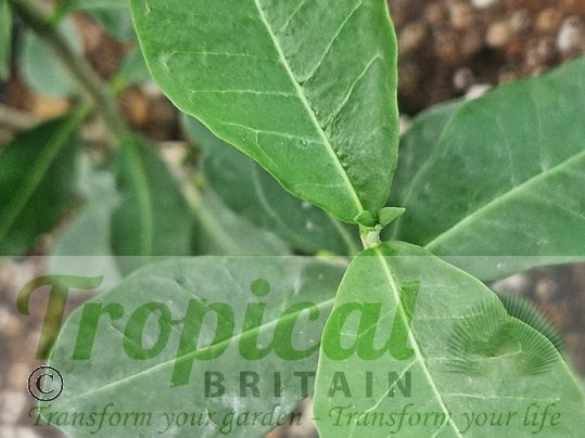 Fockea edulis