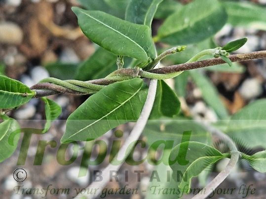 Fockea edulis