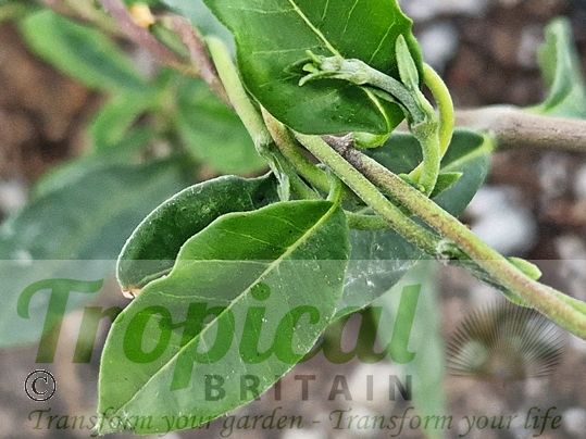 Fockea edulis