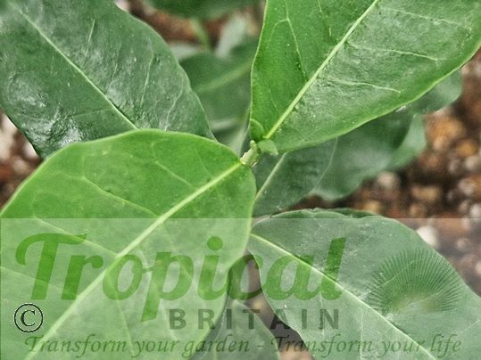 Fockea edulis