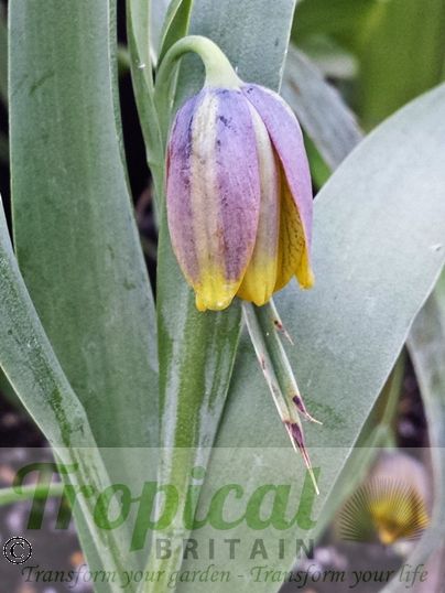 Fritillaria uva-vulpis
