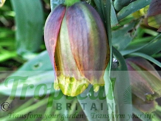 Fritillaria uva-vulpis