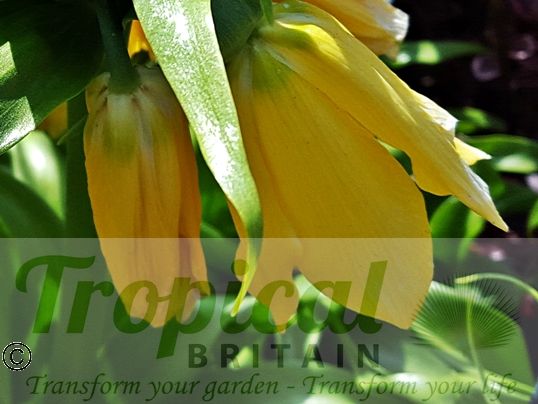 Fritillaria imperialis 'Lutea'