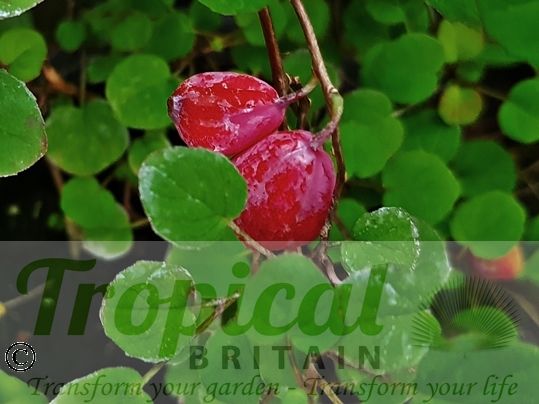 Fuchsia procumbens - fruit