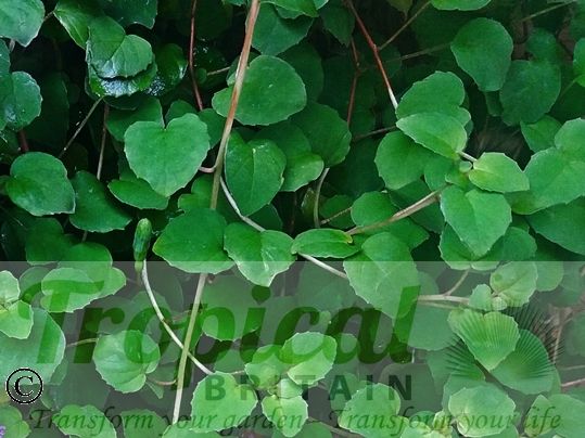 Fuchsia procumbens