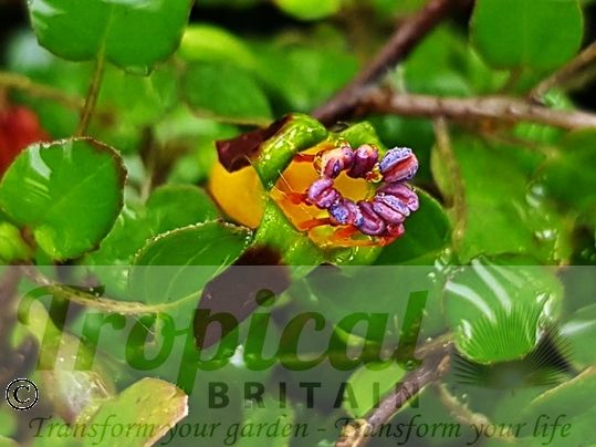 Fuchsia procumbens
