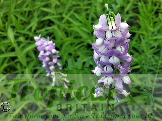 Galega officinalis