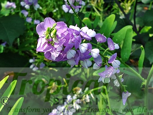 Galega officinalis