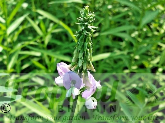 Galega officinalis