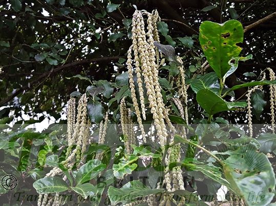 Garrya elliptica