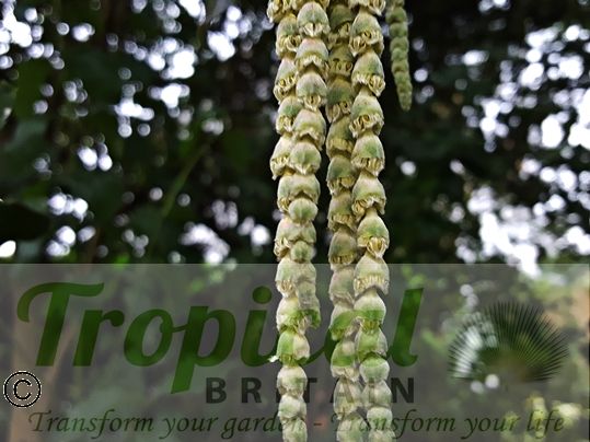 Garrya elliptica