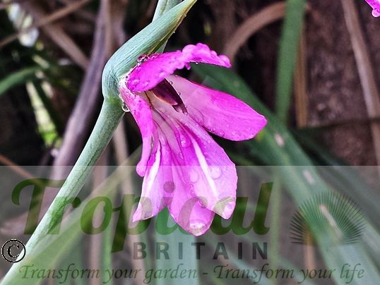 Gladiolus communis ssp. byzantinus