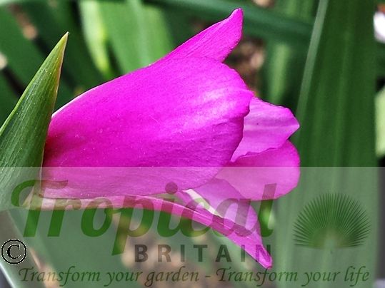 Gladiolus communis ssp. byzantinus