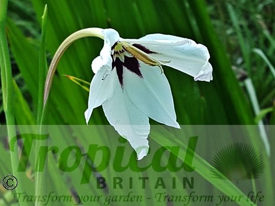 Gladiolus mureliae