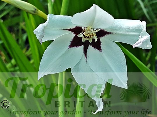 Gladiolus mureliae