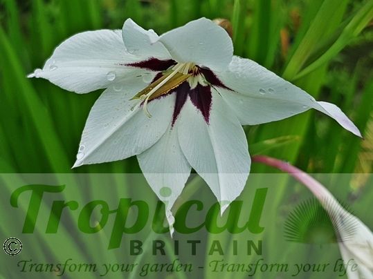 Gladiolus murielae
