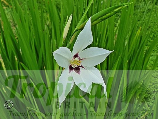 Gladiolus murielae