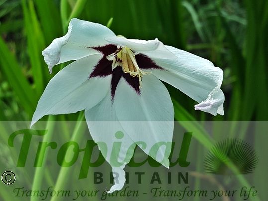Gladiolus mureliae