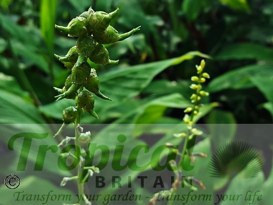 Globba marantina - bulbils
