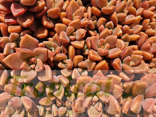 Graptopetalum paraguayense