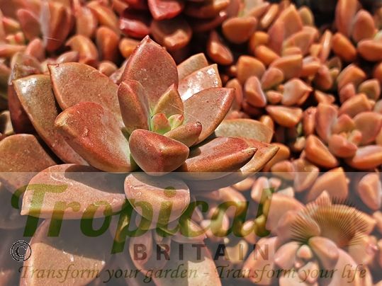 Graptopetalum paraguayense