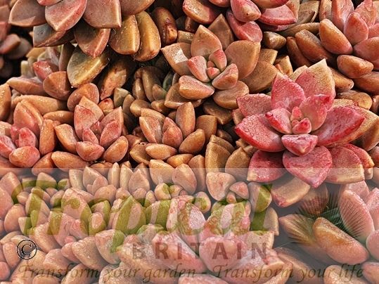 Graptopetalum paraguayense
