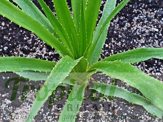 Greigia sphacelata