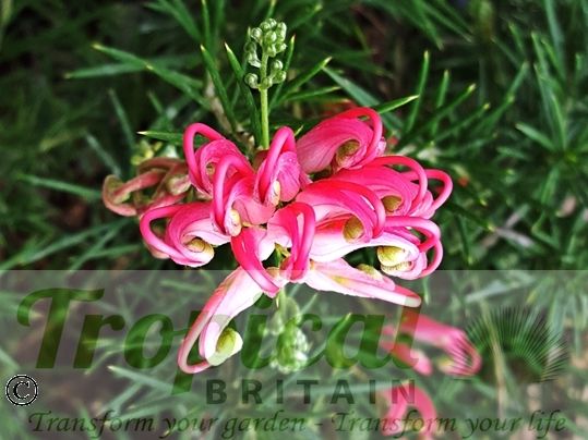 Grevillea 'Canberra Gem'