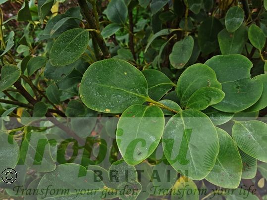 Griselinia littoralis