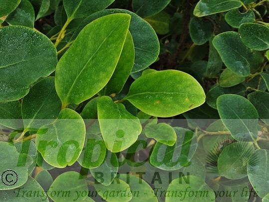 Griselinia littoralis