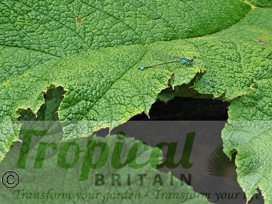 Gunnera manicata