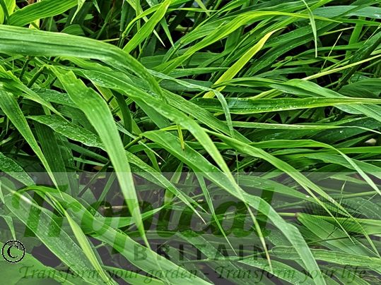 Hakonechloa macra