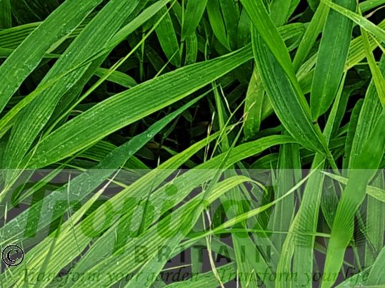 Hakonechloa macra