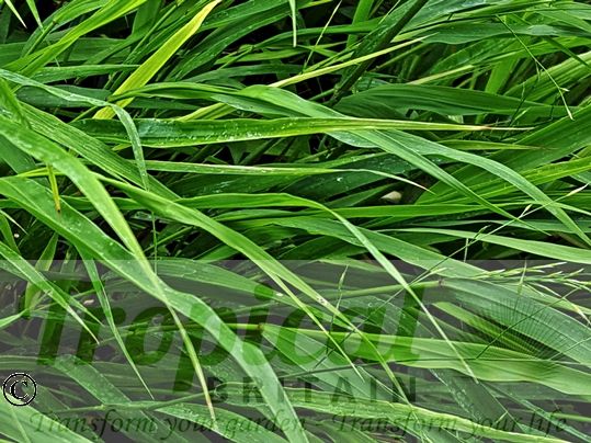 Hakonechloa macra