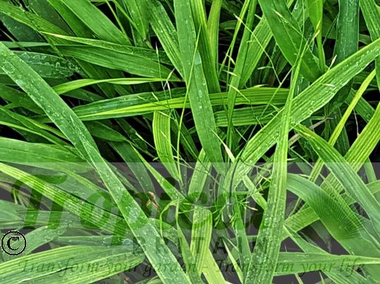 Hakonechloa macra