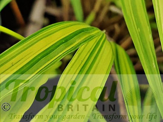Hakonechloa macra 'Aureola'