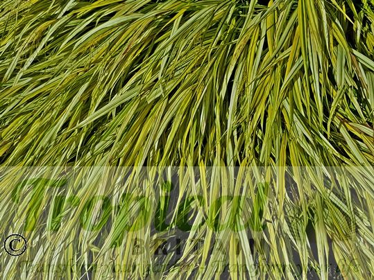 Hakonechloa macra 'Aureola' - turning more yellow in full sun