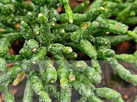 Hatiora salicornioides