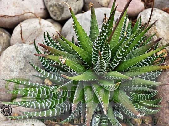 Haworthia fasciata 