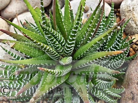 Haworthia fasciata 